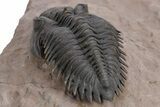 Stunning Metacanthina Trilobite - Lghaft, Morocco #359153-5